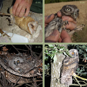 Rapinyaires nocturns